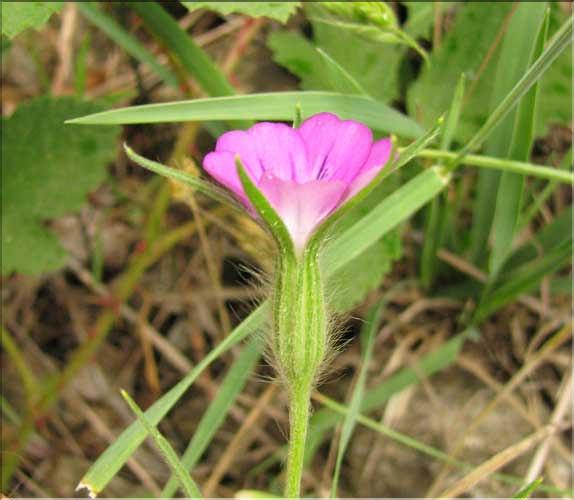 Agrostemma_githago3_SP