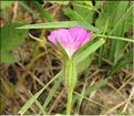Agrostemma_githago3_SP