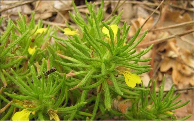 Ajuga_chamaepitys1_SP