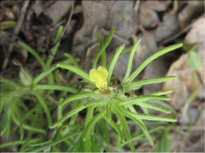 Ajuga_chamaepitys2_MB