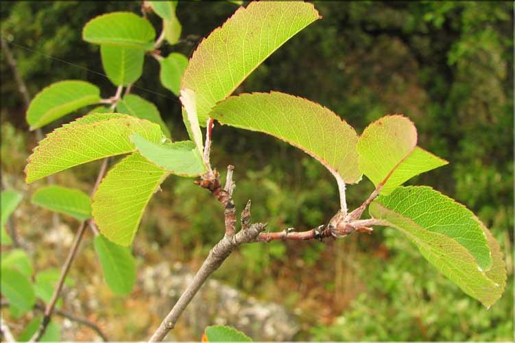 Amelanchier_ovalis1_SP