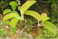 Amelanchier_ovalis1_SP