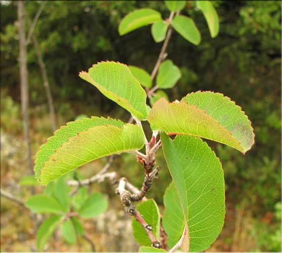 Amelanchier_ovalis2_SP
