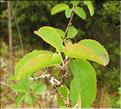 Amelanchier_ovalis2_SP