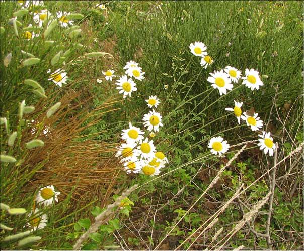 Anthemis_triumfetti1_SP