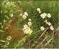 Anthemis_triumfetti1_SP