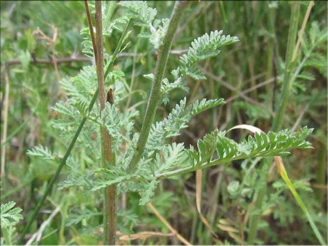 Anthemis_triumfetti2_MB