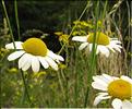 Anthemis_triumfetti2_SP