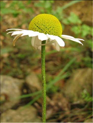 Anthemis_triumfetti3_SP
