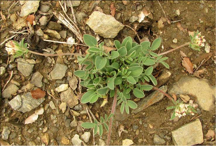 Anthyllis_vulneraria1_SP