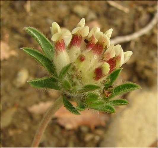 Anthyllis_vulneraria2_SP