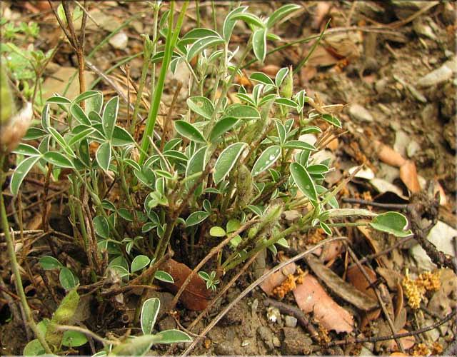 Argyrolobium_zanonii_SP