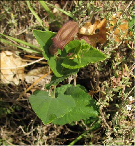 Aristolochia_pistolochia_SP