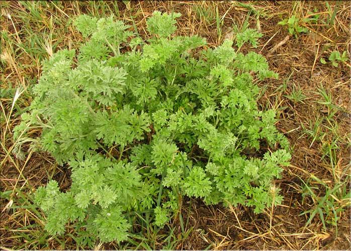Artemisia_absinthium1_SP