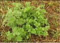 Artemisia_absinthium1_SP