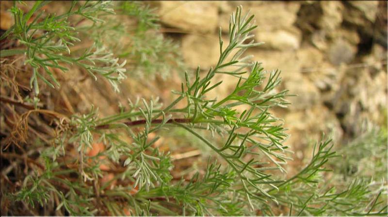 Artemisia_campestris1_SP