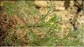 Artemisia_campestris1_SP