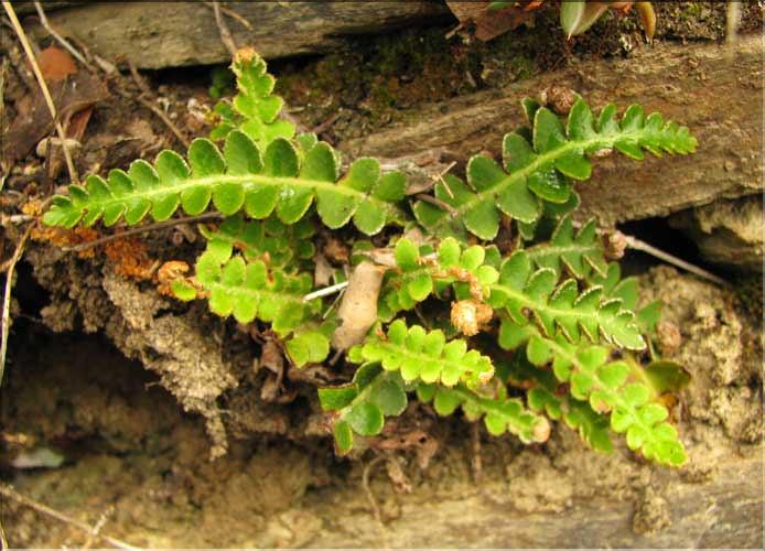 Asplenium_ceterach_SP