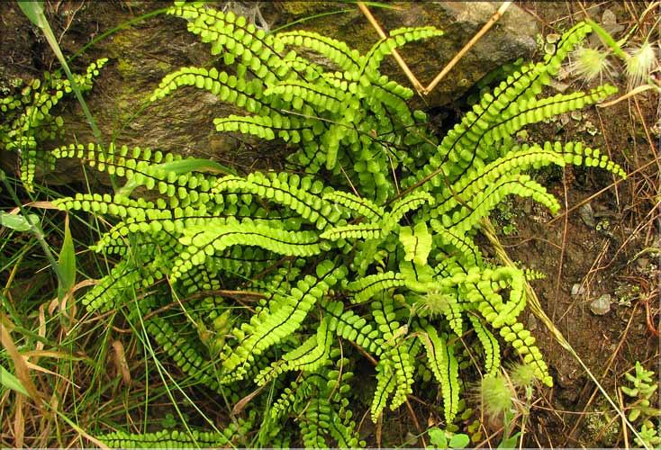 Asplenium_trichomanes_SP