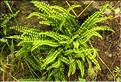 Asplenium_trichomanes_SP