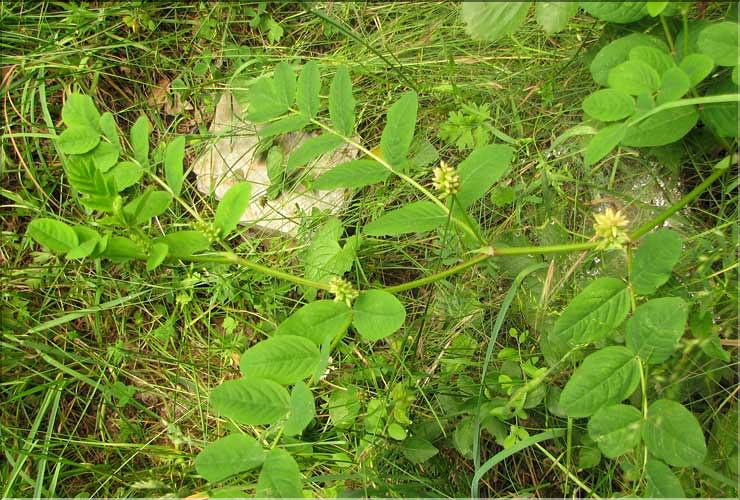 Astragalus_glycyphyllos1_SP