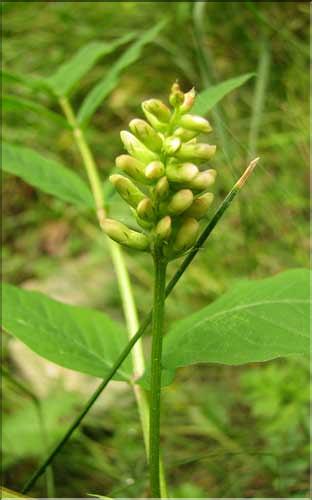 Astragalus_glycyphyllos2_SP