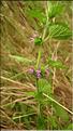 Ballota_nigra1_SP