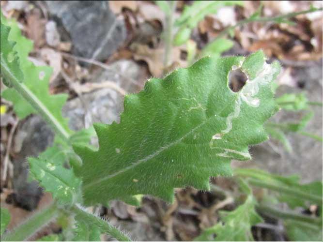 Biscutella_cichoriifolia1_MB