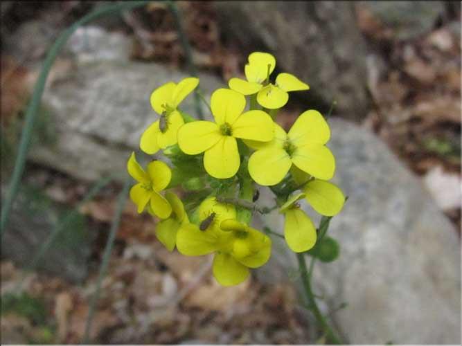 Biscutella_cichoriifolia2_MB