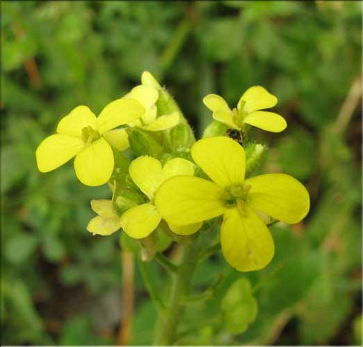 Biscutella_cichoriifolia3_SP