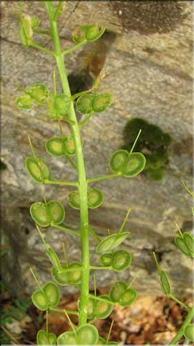 Biscutella_cichoriifolia4_SP