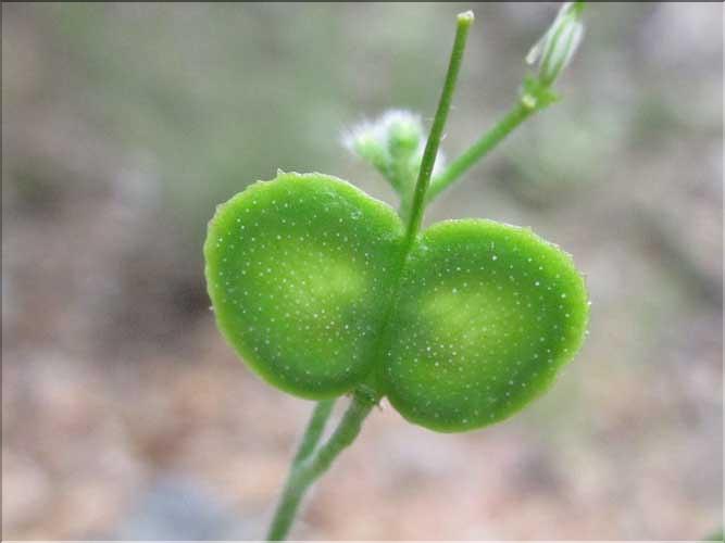 Biscutella_cichoriifolia5_MB