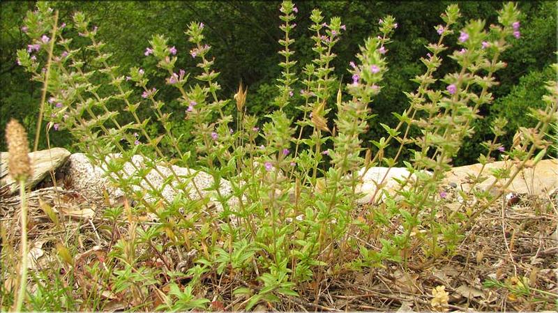 Calamintha_acinos1_SP