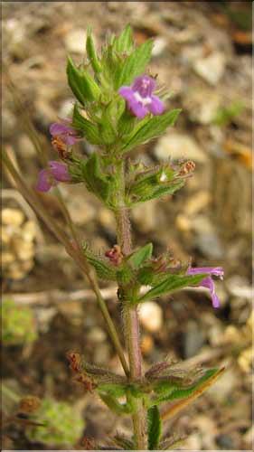 Calamintha_acinos2_SP