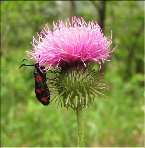 Carduus_nigrescens_SP