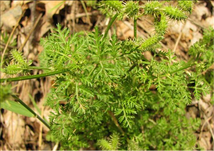 Caucalis_platycarpos1_SP