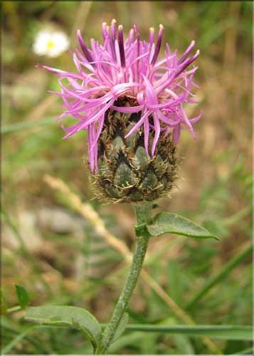 Centaurea_scabiosa_SP
