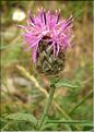 Centaurea_scabiosa_SP