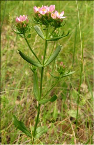Centaurium_erythraea_SP