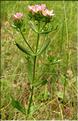 Centaurium_erythraea_SP