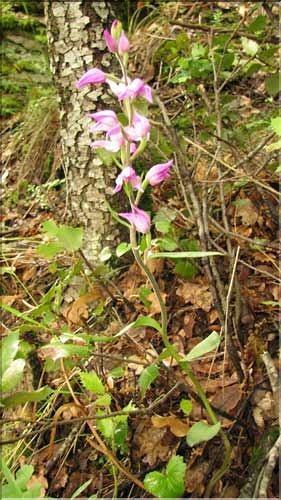 Cephalanthera_rubra1_SP