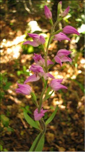 Cephalanthera_rubra2_SP