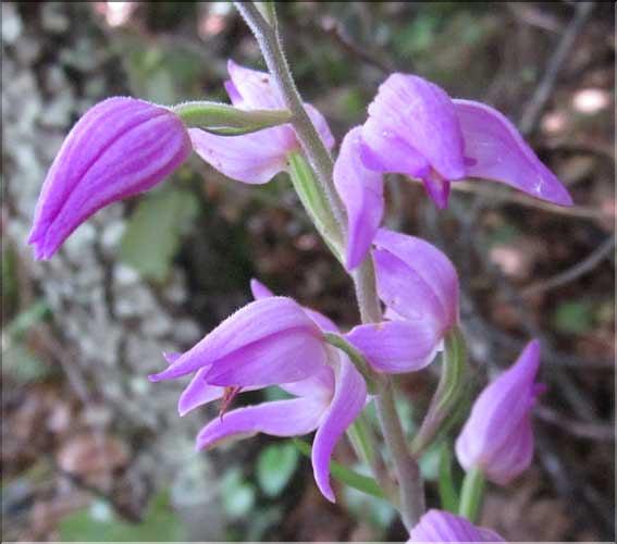 Cephalanthera_rubra3_MB