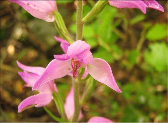 Cephalanthera_rubra4_SP