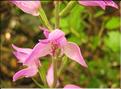 Cephalanthera_rubra4_SP