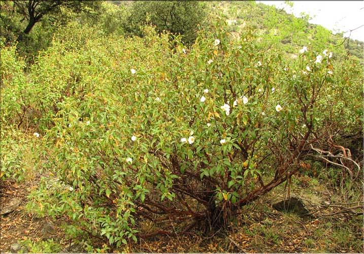 Cistus_laurifolius1_SP