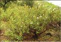 Cistus_laurifolius1_SP