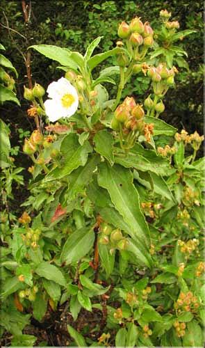 Cistus_laurifolius2_SP