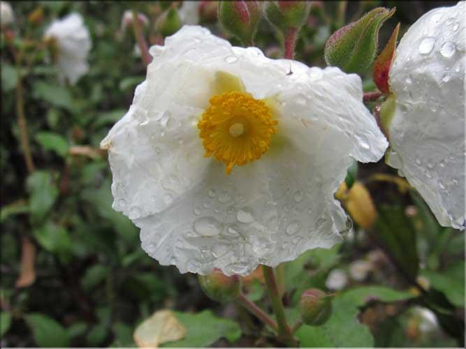 Cistus_laurifolius3_MB