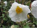 Cistus_laurifolius3_MB